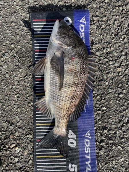 イチノ兄弟、釣果！