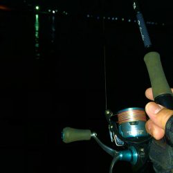 ヤリイカ急に渋い