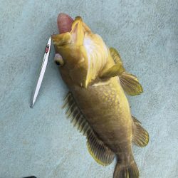 浅川沖でメジロなど