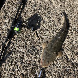 マイクロベイトパターン青物からのフラットさん