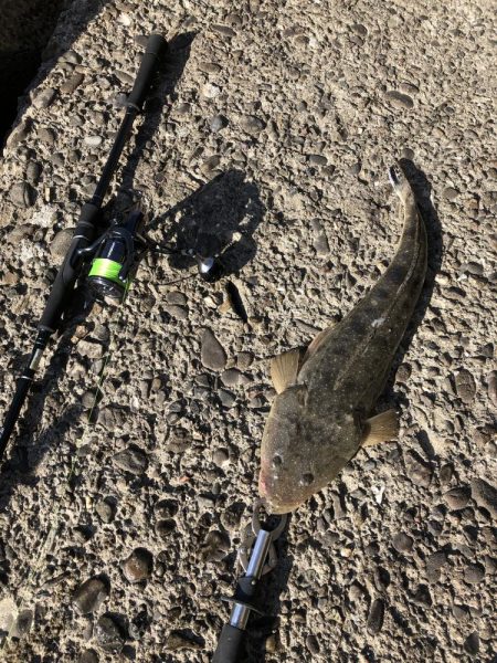 マイクロベイトパターン青物からのフラットさ…