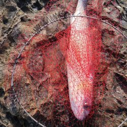 和歌山市江（吉丸渡船）で磯フカセ