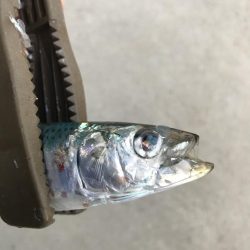 サビキでマイワシ大漁