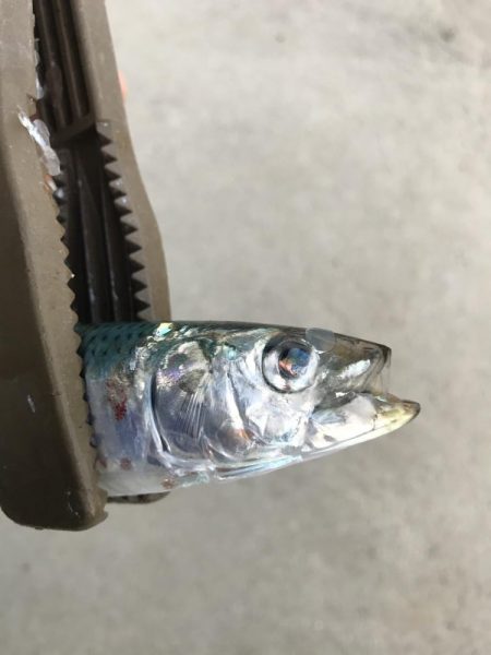 サビキでマイワシ大漁