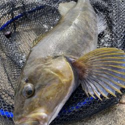 ロックフィッシュ