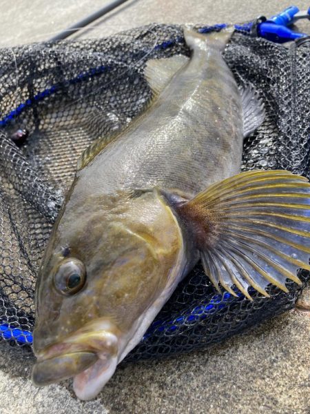 ロックフィッシュ