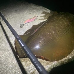 エギング釣行さん③