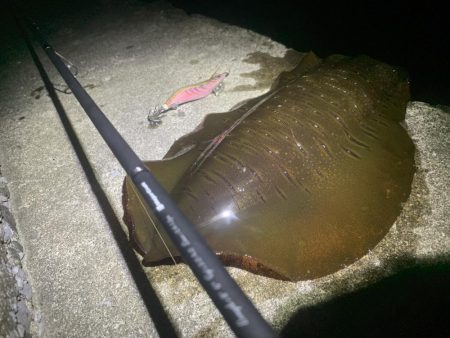 エギング釣行さん③