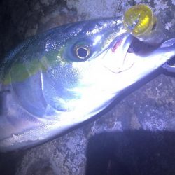 青物トップ最高