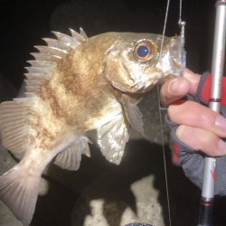 アワジング投稿再開します!