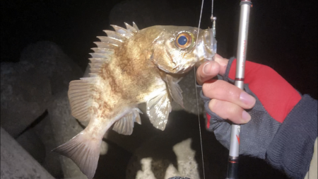 アワジング投稿再開します!