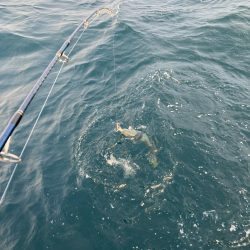 伊島近海で青物