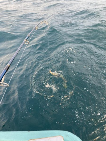 伊島近海で青物