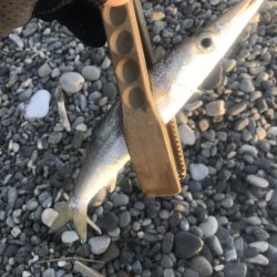 朝マズメのカマス釣り