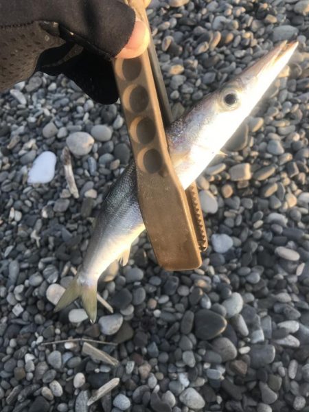 朝マズメのカマス釣り