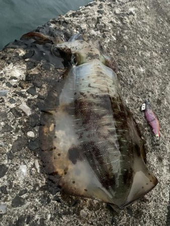 エギング釣行②