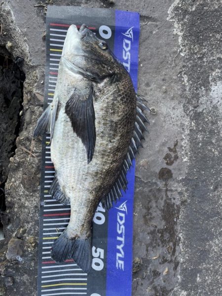 イチノ兄弟、釣果！