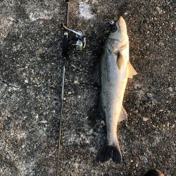 フロートからの、、、