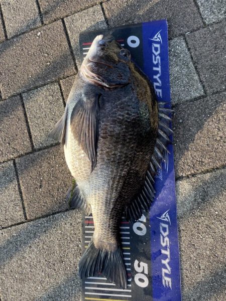 イチノ兄弟、釣果！