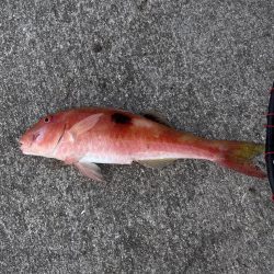 強風と寒さで渋め