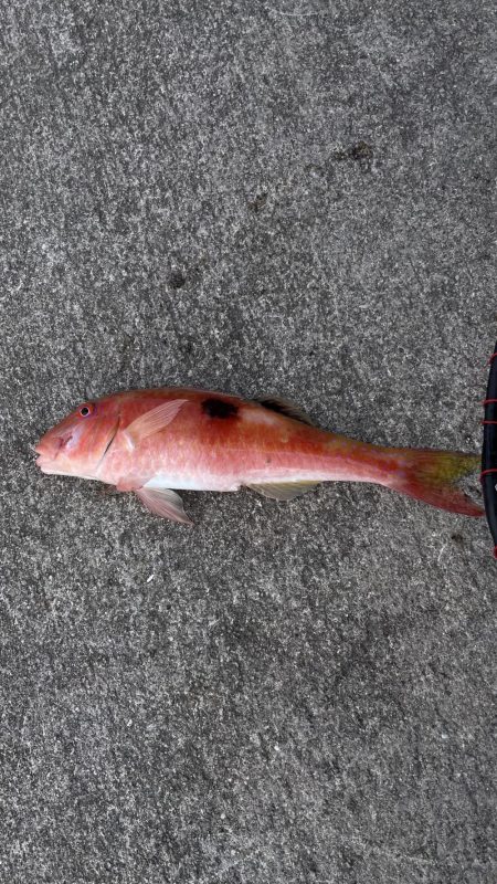 強風と寒さで渋め