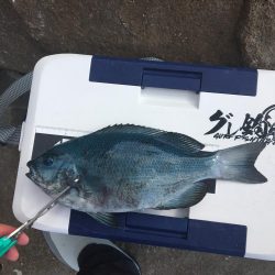 たかたか釣り日記
