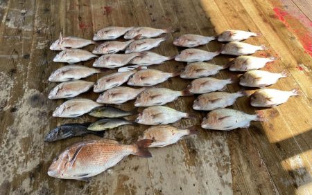 あなたに逢い鯛釣り堀で真鯛爆釣