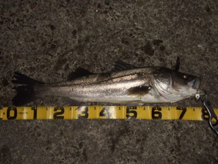 厳しいながらも何とか