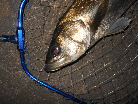 そろそろボトムパターンも本格化？