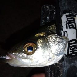 夕食後に少しメバリング