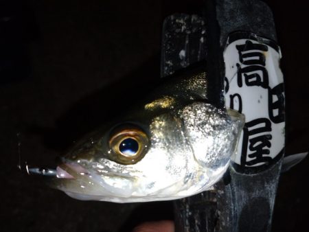 夕食後に少しメバリング