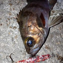 仕事帰りにメバリング