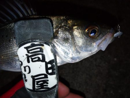 極寒メバリング