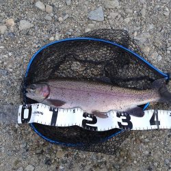 十数年ぶりの管釣り