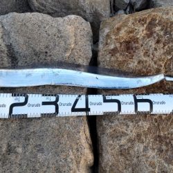 予想外のタチウオ