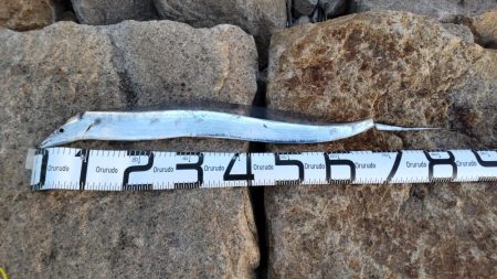 予想外のタチウオ