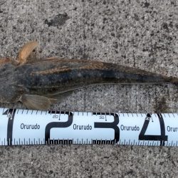 フラットフィッシュ狙い