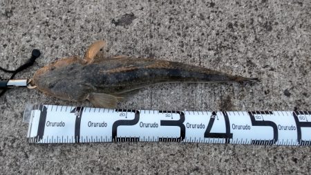 フラットフィッシュ狙い