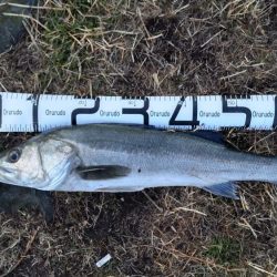 エレベーター仕掛けのシーバス