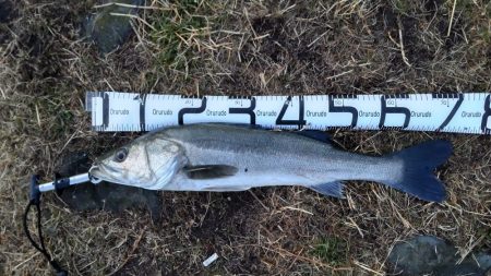 エレベーター仕掛けのシーバス