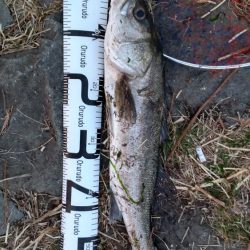 シーバスボラボラボラ