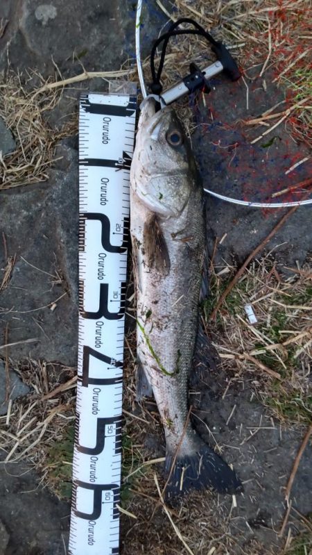 シーバスボラボラボラ