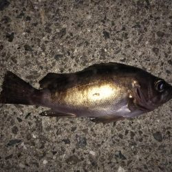 今季初プラグメバル