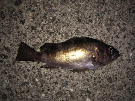 今季初プラグメバル