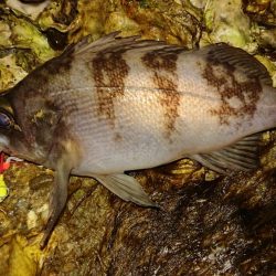 【メジャークラフト】の「ナノラバ」でお気軽…