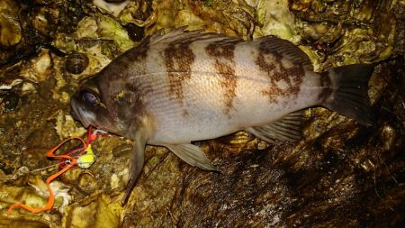 【メジャークラフト】の「ナノラバ」でお気軽…