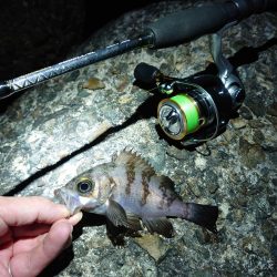 久しぶりのメバリング