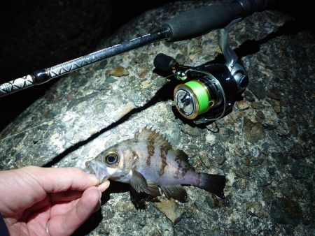 久しぶりのメバリング