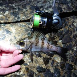 寒空の下でメバリング