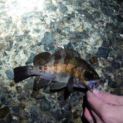 メバリングリベンジ